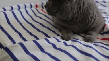 Sevimli gri İngiliz cins kedi kamera poz