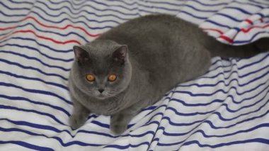 Sevimli gri İngiliz cins kedi kamera poz