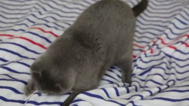 Sevimli gri İngiliz cins kedi kamera poz