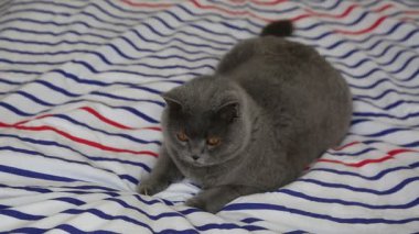 Sevimli gri İngiliz cins kedi kamera poz