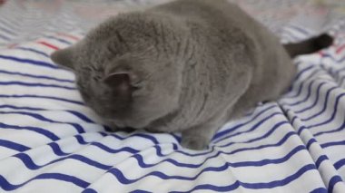 Sevimli gri İngiliz cins kedi kamera poz