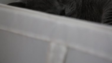 Sevimli gri İngiliz cins kedi kamera poz