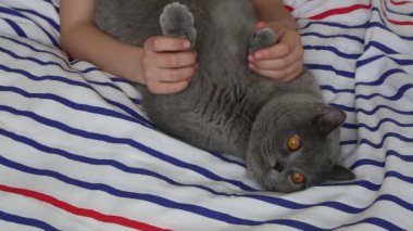 Sevimli gri İngiliz cins kedi kamera poz