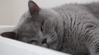 Sevimli gri İngiliz cins kedi kamera poz