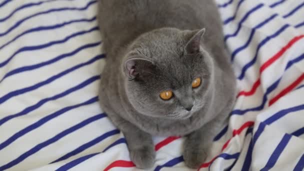 Cute Grey British Breed Cat Posing Camera — Stock Video