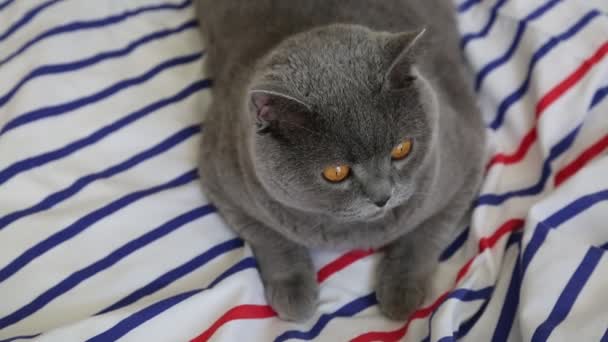 可爱的灰色英国品种猫是假扮在相机上 — 图库视频影像