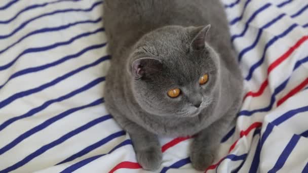 Cute Grey British Breed Cat Posing Camera — Stock Video