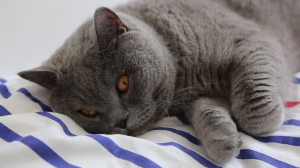 Lindo Gris Británico Crianza Gato Posando Cámara — Vídeos de Stock