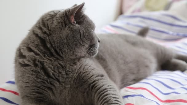 Lindo Gris Británico Crianza Gato Posando Cámara — Vídeos de Stock