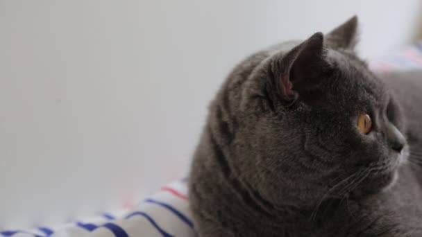 かわいい灰色の英国の品種の猫は カメラでポーズしています — ストック動画