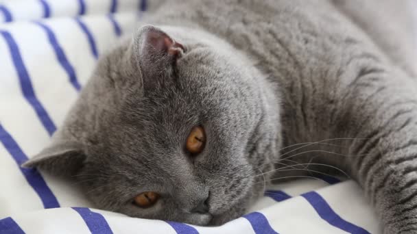 かわいい灰色の英国の品種の猫は カメラでポーズしています — ストック動画
