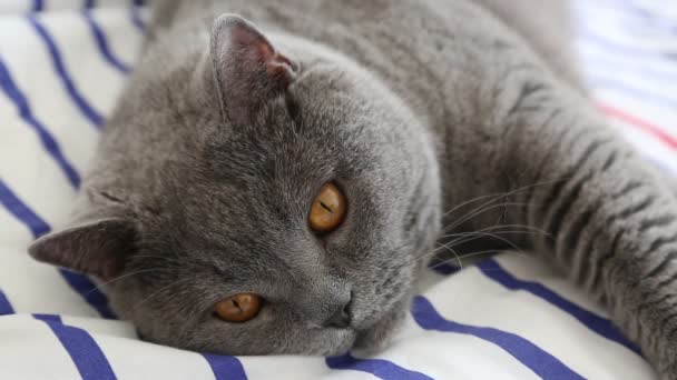 Niedliche Graue Britische Rasse Katze Posiert Vor Der Kamera — Stockvideo