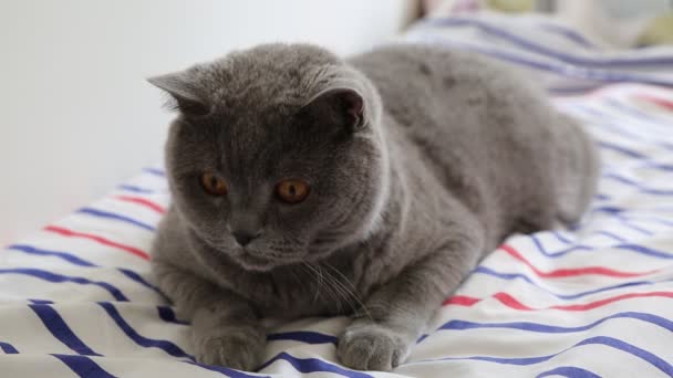 Carino Grigio Britannico Razza Gatto Posa Sulla Macchina Fotografica — Video Stock