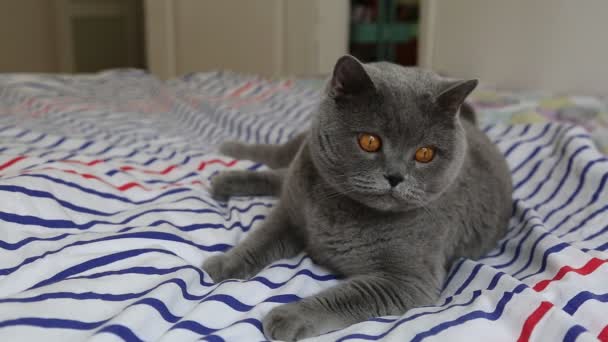 Aranyos szürke brit fajta macska pózol a kamera