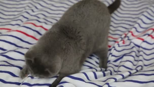 Χαριτωμένο Γκρι Βρετανική Φυλή Γάτα Ποζάρει Στην Κάμερα — Αρχείο Βίντεο