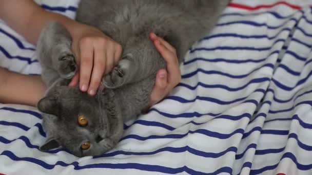 Mädchen Spielt Mit Süßer Grauer Britischer Rasse Katze — Stockvideo