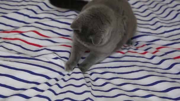 귀여운 고양이가 카메라에 포즈를 취하고 있습니다 — 비디오