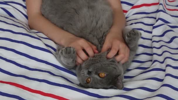 Κορίτσι Παίζει Χαριτωμένο Γκρι Βρετανική Φυλή Γάτα — Αρχείο Βίντεο