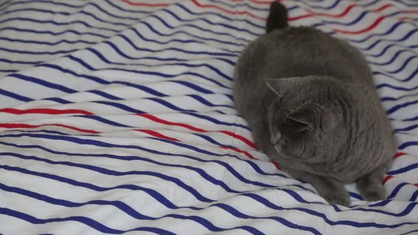 Milá Šedá Britská Plemenná Kočka Pózuje Kameře — Stock video