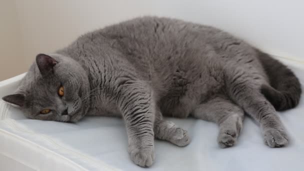 Cute Grey British Breed Cat Posing Camera — Stock Video