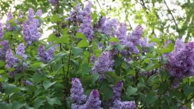 Güzel mor leylak çiçeği ağacı ilkbaharda şehir parkında çiçek açıyor. Seçili odak. Arka planı bulanıklaştırma.