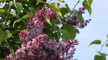 Güzel mor leylak çiçeği ağacı ilkbaharda şehir parkında çiçek açıyor. Seçili odak. Arka planı bulanıklaştırma.