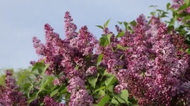 Güzel mor leylak çiçeği ağacı ilkbaharda şehir parkında çiçek açıyor. Seçili odak. Arka planı bulanıklaştırma.