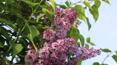 Güzel mor leylak çiçeği ağacı ilkbaharda şehir parkında çiçek açıyor. Seçili odak. Arka planı bulanıklaştırma.