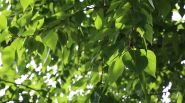 Yeşil yapraklar ilkbaharda ağaçlara el sallıyor. Seçili odak. Arka planı bulanıklaştırma.