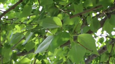 Yeşil yapraklar ilkbaharda ağaçlara el sallıyor. Seçili odak. Arka planı bulanıklaştırma.