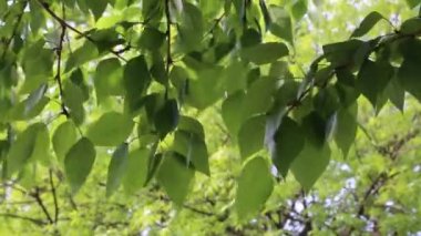 Yeşil yapraklar ilkbaharda ağaçlara el sallıyor. Seçili odak. Arka planı bulanıklaştırma.
