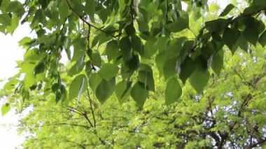 Yeşil yapraklar ilkbaharda ağaçlara el sallıyor. Seçili odak. Arka planı bulanıklaştırma.