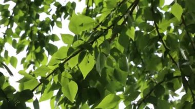 Yeşil yapraklar ilkbaharda ağaçlara el sallıyor. Seçili odak. Arka planı bulanıklaştırma.