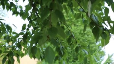 Güzel yeşil yapraklar ilkbaharda ağaçlarda sallanıyor. Seçili odak. Arka planı bulanıklaştırma.