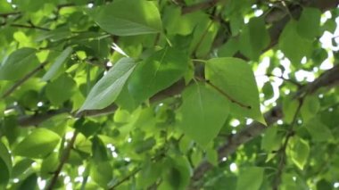 Güzel yeşil yapraklar ilkbaharda ağaçlarda sallanıyor. Seçili odak. Arka planı bulanıklaştırma.