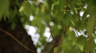 Güzel yeşil yapraklar ilkbaharda ağaçlarda sallanıyor. Seçili odak. Arka planı bulanıklaştırma.