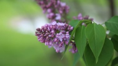 Güzel mor leylak çiçeği ağacı ilkbaharda şehir parkında çiçek açıyor. Seçili odak. Arka planı bulanıklaştırma.