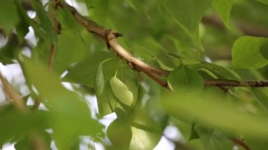 Güzel yeşil yapraklar ilkbaharda ağaçlarda sallanıyor. Seçili odak. Arka planı bulanıklaştırma.