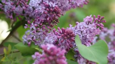 Güzel mor leylak çiçeği ağacı ilkbaharda şehir parkında çiçek açıyor. Seçili odak. Arka planı bulanıklaştırma.