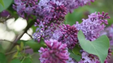 Güzel mor leylak çiçeği ağacı ilkbaharda şehir parkında çiçek açıyor. Seçili odak. Arka planı bulanıklaştırma.