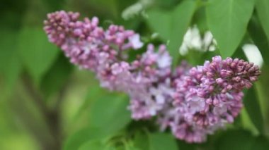 Güzel mor leylak çiçeği ağacı ilkbaharda şehir parkında çiçek açıyor. Seçili odak. Arka planı bulanıklaştırma.