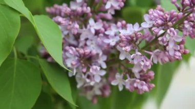 Güzel mor leylak çiçeği ağacı ilkbaharda şehir parkında çiçek açıyor. Seçili odak. Arka planı bulanıklaştırma.