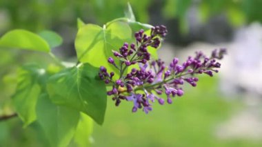 Güzel mor leylak çiçeği ağacı ilkbaharda şehir parkında çiçek açıyor. Seçili odak. Arka planı bulanıklaştırma.