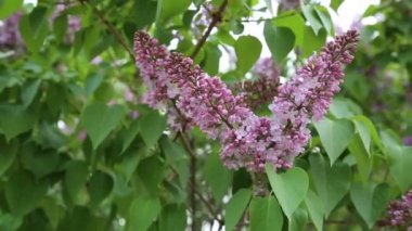 Güzel mor leylak çiçeği ağacı ilkbaharda şehir parkında çiçek açıyor. Seçili odak. Arka planı bulanıklaştırma.