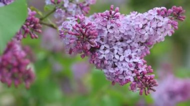 Güzel mor leylak çiçeği ağacı ilkbaharda şehir parkında çiçek açıyor. Seçili odak. Arka planı bulanıklaştırma.