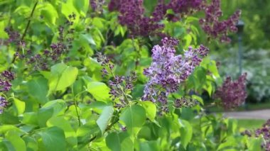 Güzel mor leylak çiçeği ağacı ilkbaharda şehir parkında çiçek açıyor. Seçili odak. Arka planı bulanıklaştırma.