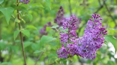 Güzel mor leylak çiçeği ağacı ilkbaharda şehir parkında çiçek açıyor. Seçili odak. Arka planı bulanıklaştırma.
