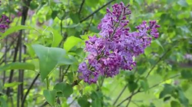 Güzel mor leylak çiçeği ağacı ilkbaharda şehir parkında çiçek açıyor. Seçili odak. Arka planı bulanıklaştırma.