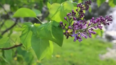 Güzel mor leylak çiçeği ağacı ilkbaharda şehir parkında çiçek açıyor. Seçili odak. Arka planı bulanıklaştırma.