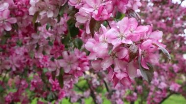 Parlak pembe çiçek elma ağacı ilkbaharda şehir parkında çiçek açıyor. Seçili odak. Arka planı bulanıklaştırma.